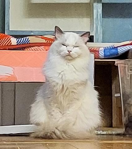 ラグドール~~"ときめく猫図鑑"山と渓谷社に 祖祖母と祖母が親子写真で記載中~~只今　お問い合わせ承り中にゃ💓