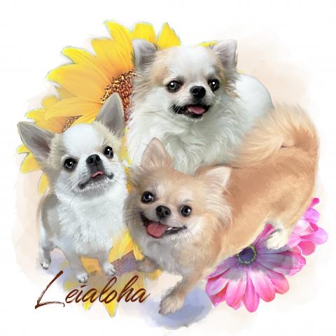 チワワ専門犬舎 Leialoha(レイアロハ)