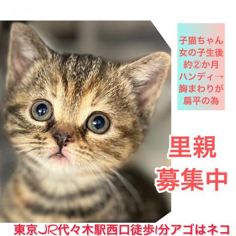 アゴはネコ ﾈｺ専門店代々木駅１分通常販売子猫・里親譲渡ネコ保護猫