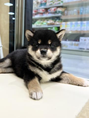 柴犬