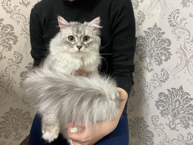 サイベリアン 💕猫アレルギー有る方にお勧め猫種💕