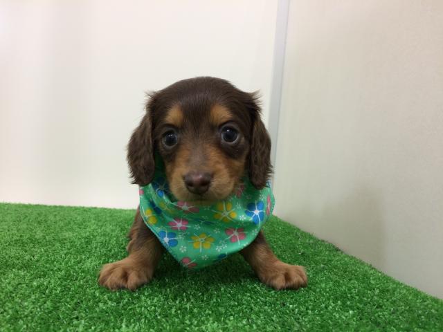 ミニチュアダックスフンド
