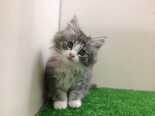ノルウェージャンフォレストキャット