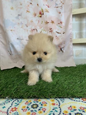 ポメラニアン