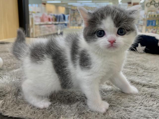 スコティッシュフォールド