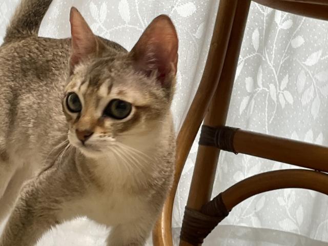 シンガプーラ