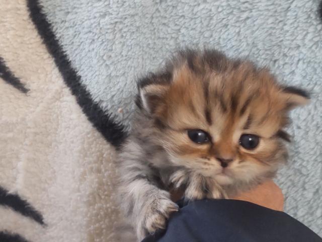 ペルシャ・ヒマラヤン