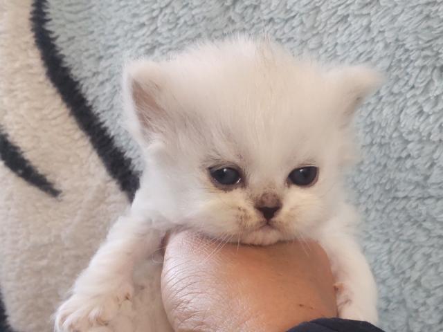 ペルシャ・ヒマラヤン