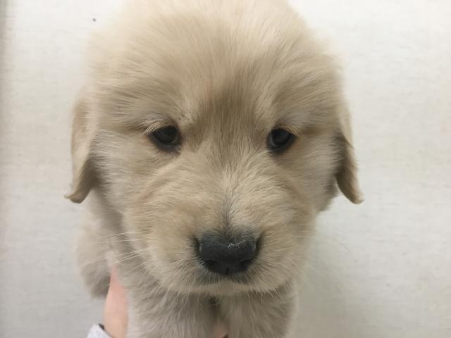 ゴールデンレトリーバー