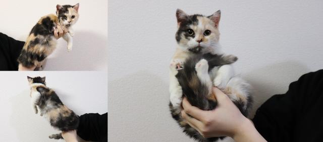 スコティッシュフォールド