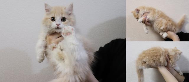 マンチカン中足