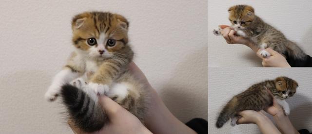 スコティッシュフォールド