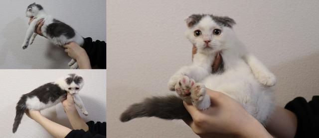 スコティッシュフォールド