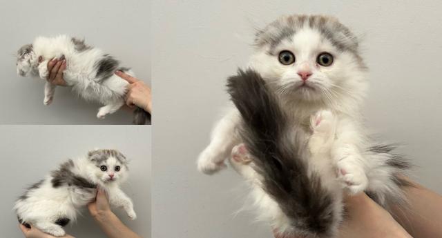 スコティッシュフォールド