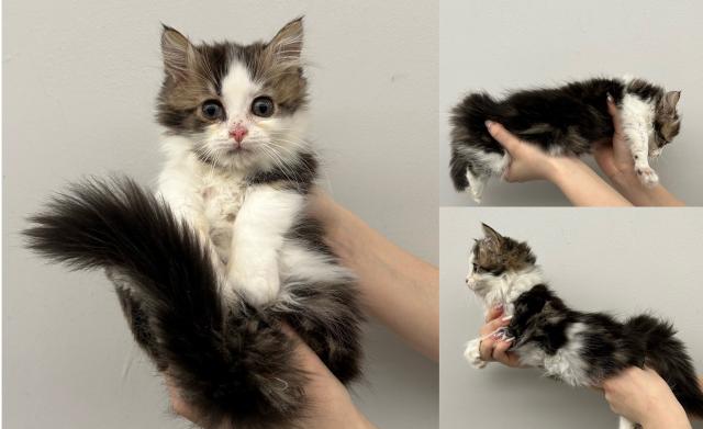 マンチカン短足