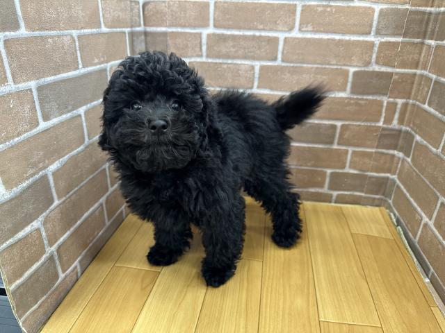 ミニチュアプードル