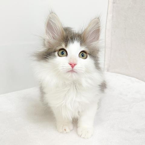 ノルウェージャンフォレストキャット