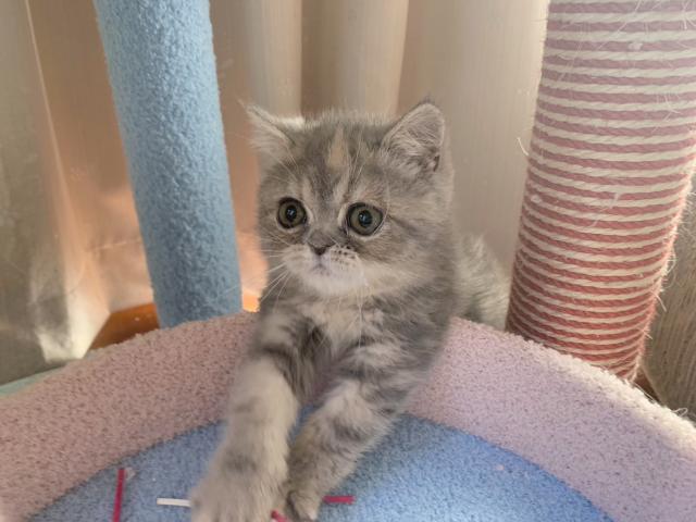 エキゾチックショートヘアー