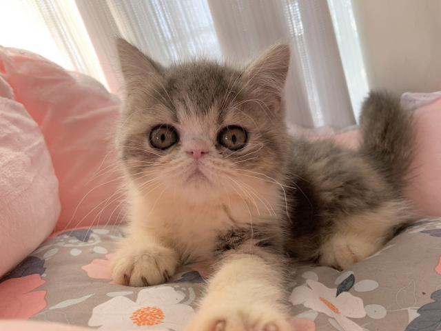 エキゾチックショートヘアー