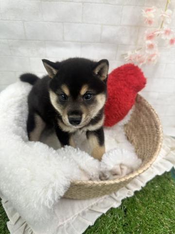 柴犬