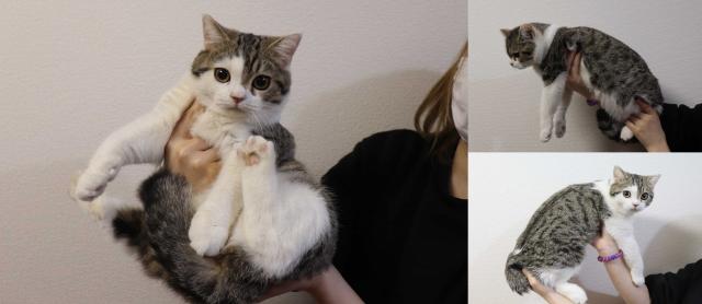 ブリティッシュショートヘア