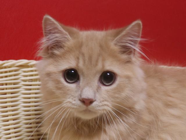 ミヌエット（旧ナポレオン）