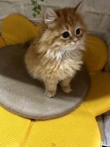 マンチカン長足