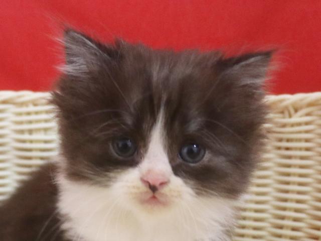 スコティッシュフォールド