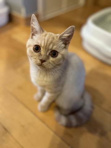 ブリティッシュショートヘア