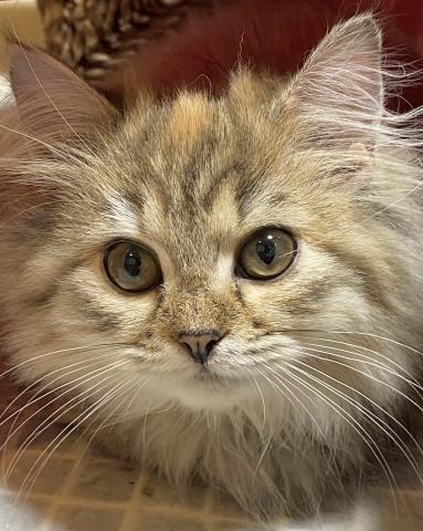 スコティッシュフォールド