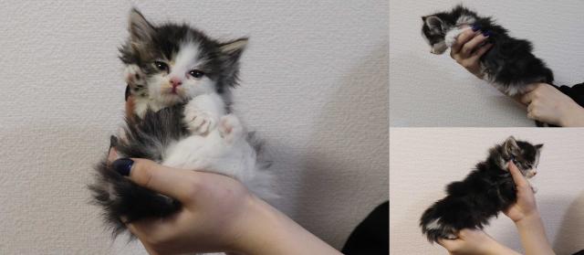 ノルウェージャンフォレストキャット