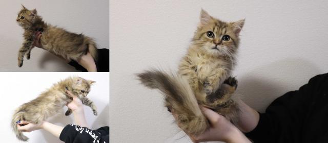 マンチカン中足