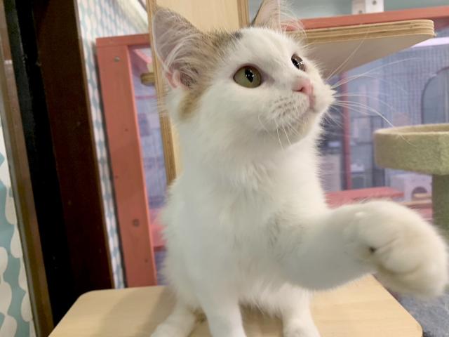 スコティッシュフォールド