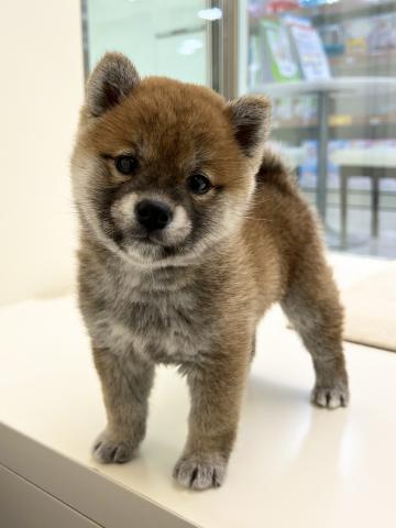 柴犬