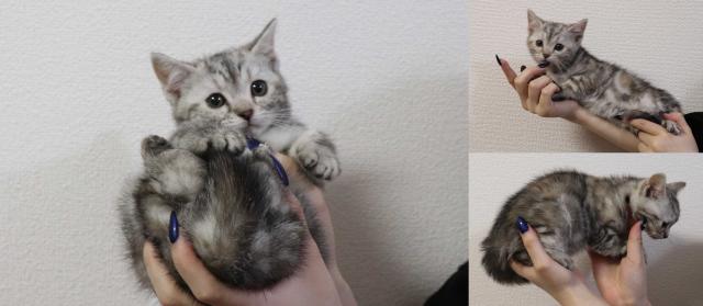 マンチカン中足