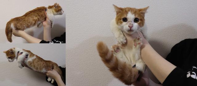 マンチカン短足