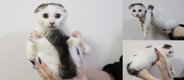 スコティッシュフォールド