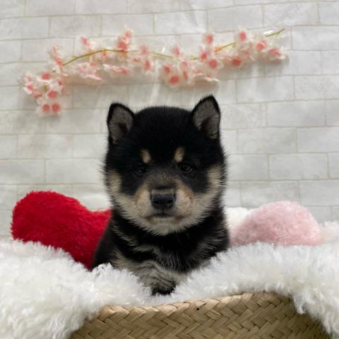 柴犬