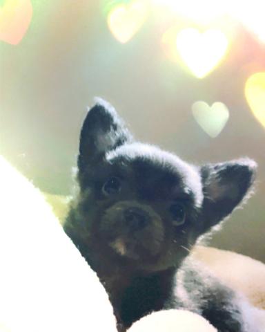 JEWEL DOG