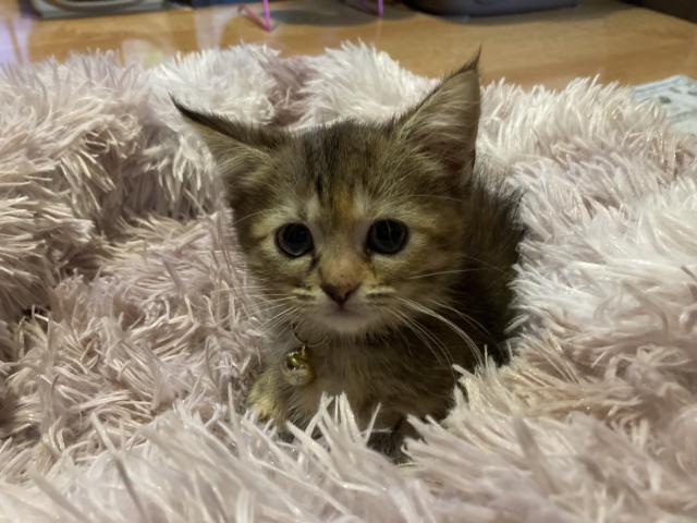 ミヌエット（旧ナポレオン）