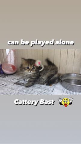 マンチカン極短足❣可愛すぎ男の子‼( ..)φメモメモ