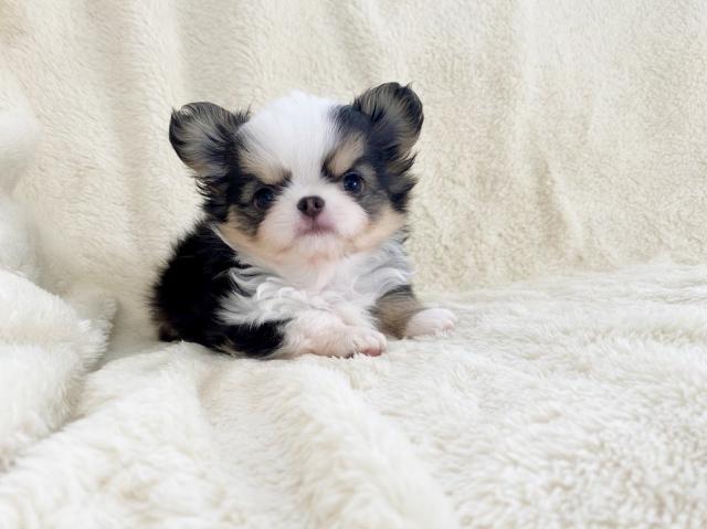 チワワ（ロングコート）