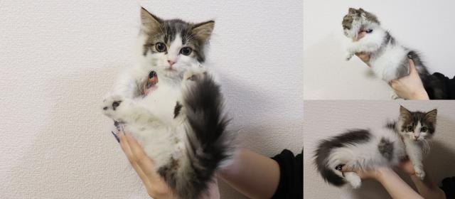 マンチカン短足