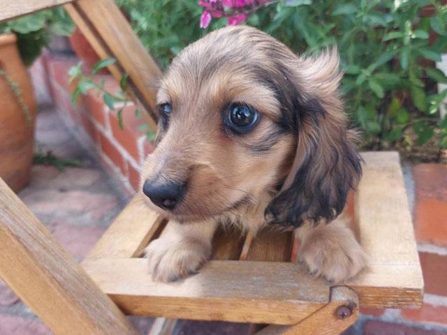 ミニチュアダックスフンド