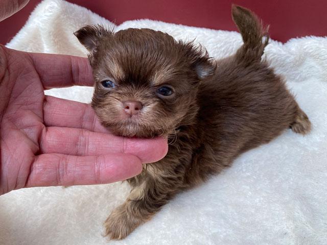 チワワ（ロングコート）