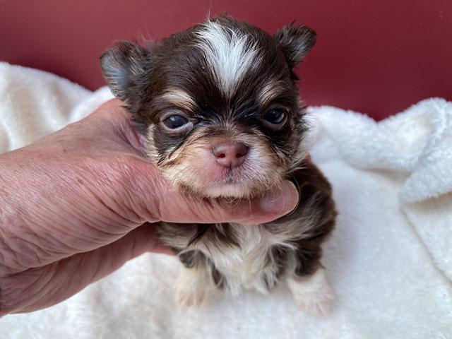 チワワ（ロングコート）