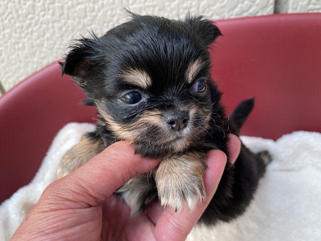 チワワ（ロングコート）