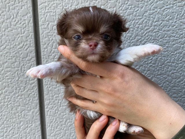 チワワ（ロングコート）