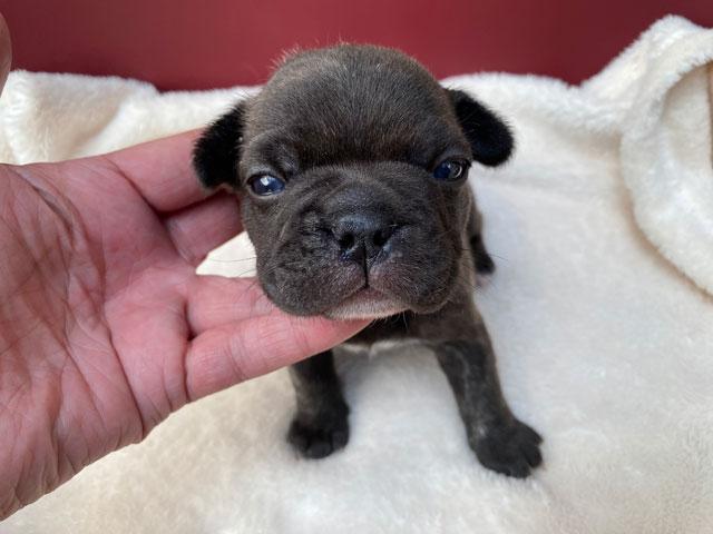 フレンチブルドッグ