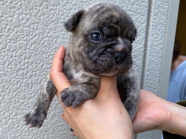 フレンチブルドッグ